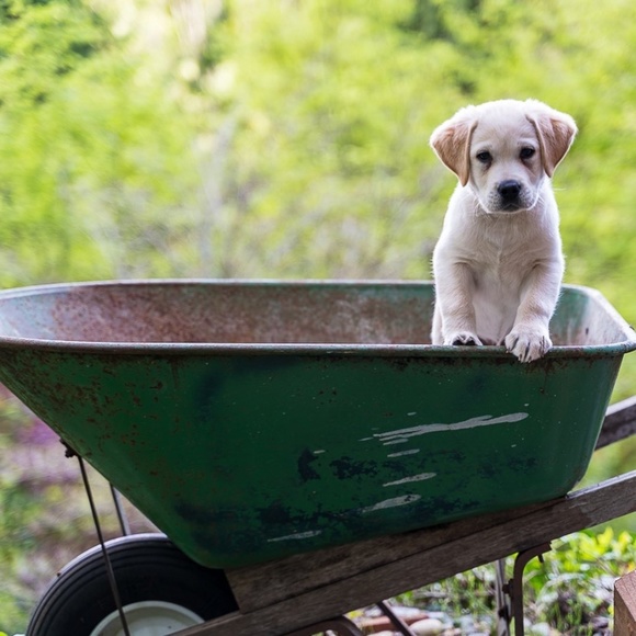 Meet your Posher, Stacy - Picture 5 of 5